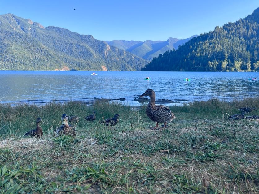 lake_crescent_duck_friends