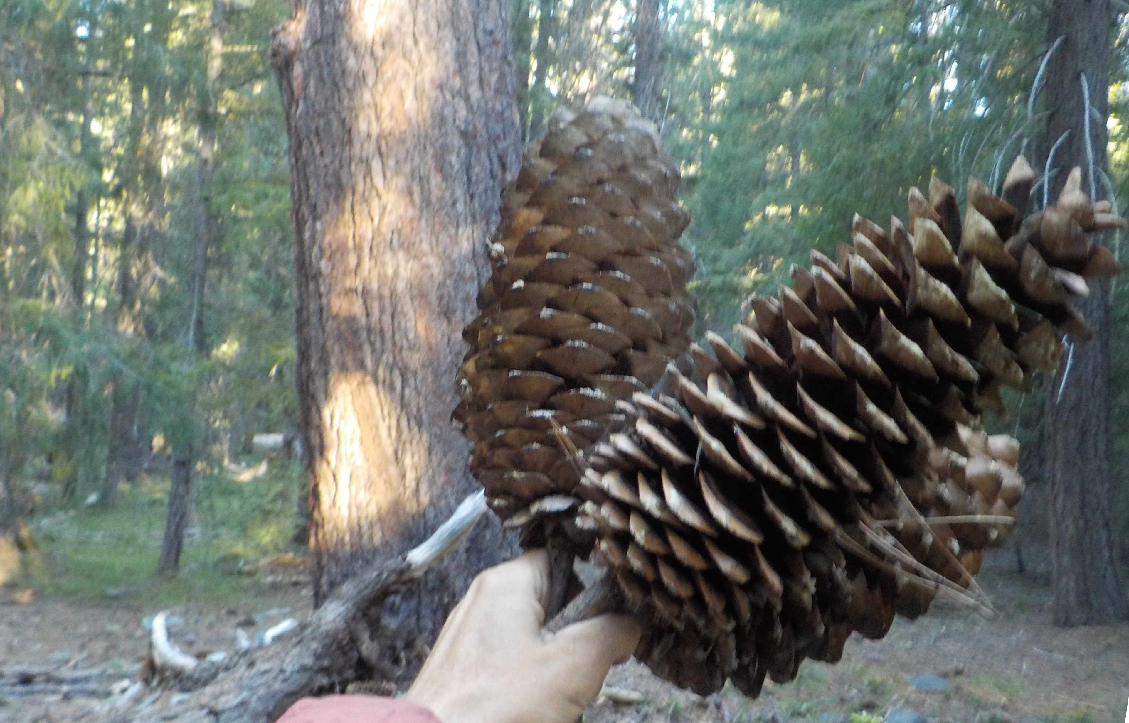 Sugarpine Cones