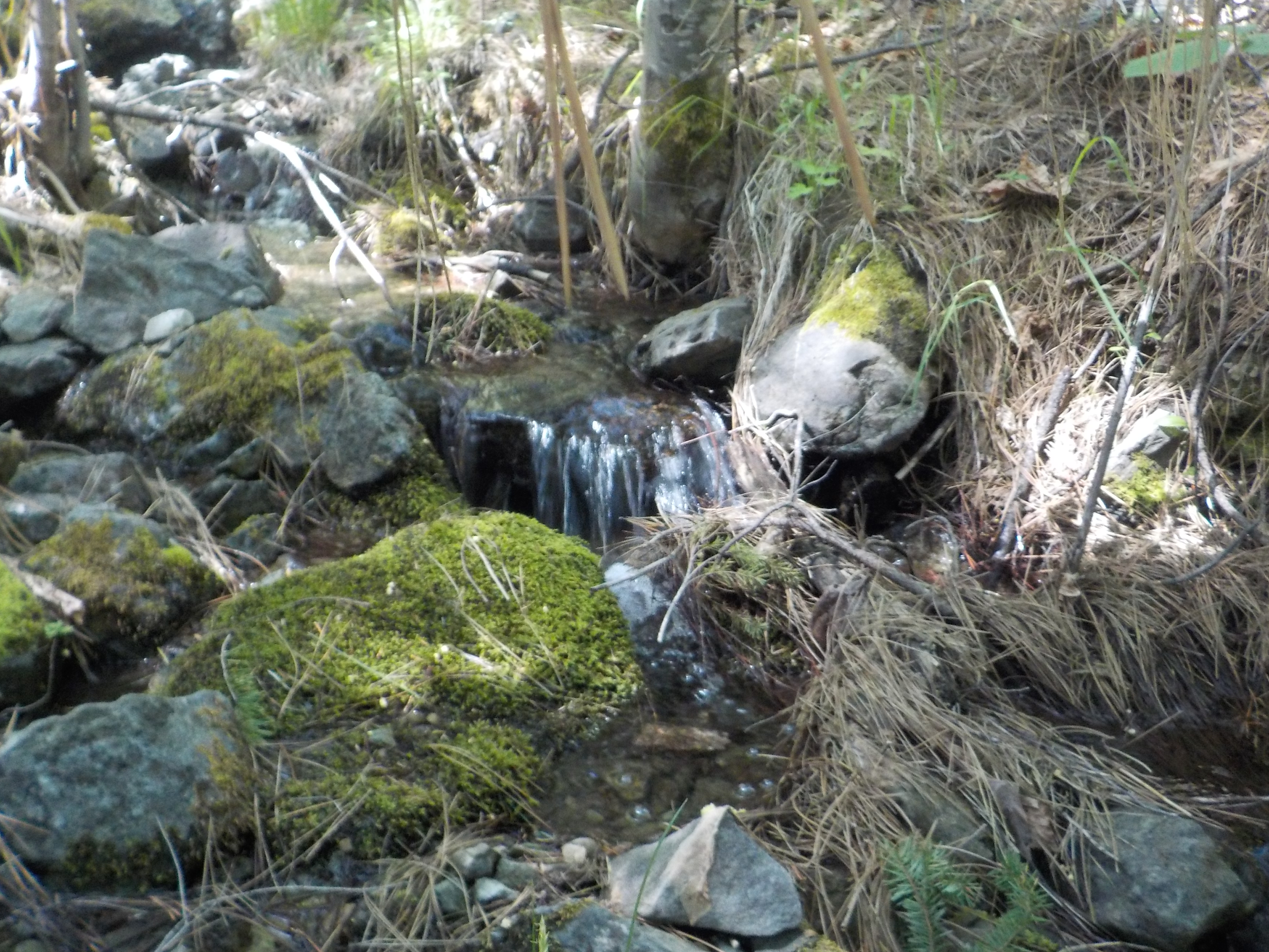 Friendly Little Stream